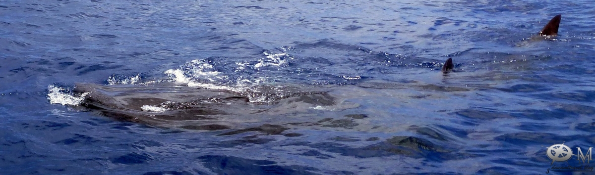 Walhai-Schnorcheln vor Yucatán